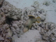 Pez ballesta de margen amarillo<br />(Pseudobalistes flavimarginatus)