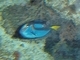 Pez cirujano azul de cola amarilla<br />(Paracanthurus hepatus)
