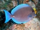 Pez cirujano azul del Caribe<br />(Acanthurus coeruleus)