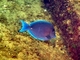 Pez cirujano azul del Caribe<br />(Acanthurus coeruleus)