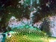 Pez cofre buey<br />(Lactophrys polygonia)