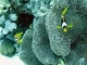 Pez payaso del Mar Rojo<br />(Amphiprion bicinctus)