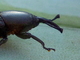 Picudo del ágave<br />(Scyphophorus acupunctatus)