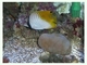 Piña de mar<br />(Phallusia mammillata)