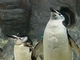 Pingüino barbijo<br />(Pygoscelis antarctica)