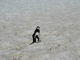 Pingüino barbijo<br />(Pygoscelis antarctica)