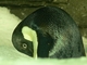 Pingüino de Adelia<br />(Pygoscelis adeliae)
