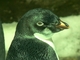 Pingüino de Adelia<br />(Pygoscelis adeliae)