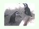 Pingüino de El Cabo<br />(Spheniscus demersus)