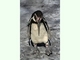 Pingüino de Humboldt<br />(Spheniscus humboldti)
