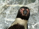 Pingüino de Humboldt<br />(Spheniscus humboldti)