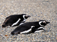 Pingüino de Magallanes<br />(Spheniscus magellanicus)