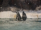 Pingüino de Magallanes<br />(Spheniscus magellanicus)