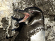 Pingüino de las Galápagos<br />(Spheniscus mendiculus)