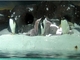 Pingüino de pico rojo<br />(Pygoscelis papua)