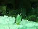 Pingüino de pico rojo<br />(Pygoscelis papua)