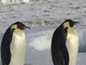 Pingüino emperador<br />(Aptenodytes forsteri)