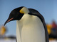 Pingüino emperador<br />(Aptenodytes forsteri)