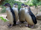 Pingüino enano<br />(Eudyptula minor)