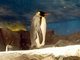 Pingüino rey<br />(Aptenodytes patagonicus)