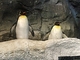 Pingüino rey<br />(Aptenodytes patagonicus)