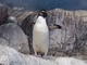 Pingüino saltarrocas austral<br />(Eudyptes chrysocome)