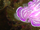 Planaria rosada<br />(Prostheceraeus roseus)