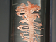 Pluma de mar<br />(Pennatula phosphorea)