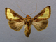 Plusia dorada<br />(Thysanoplusia orichalcea)