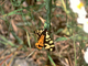 Polilla tigre<br />(Arctia villica)