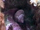 Porcelana del Pacífico<br />(Cypraea teramachii)