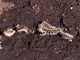 Procesionaria del pino<br />(Thaumetopoea pityocampa)