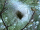 Procesionaria del pino<br />(Thaumetopoea pityocampa)