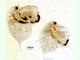 Pulga de agua<br />(Daphnia sp.)