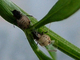 Pulgón verde del melocotonero<br />(Myzus persicae)