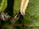 Adulto alado devorado por larva de <a rel='external' href='taxon.php?nombre=Syrphidae'>sírfido</a>., por Antonio Serrano