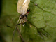 Adulto alado devorado por larva de <a rel='external' href='taxon.php?nombre=Syrphidae'>sírfido</a>., por Antonio Serrano