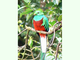 Quetzal centroamericano<br />(Pharomachrus mocinno)