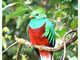 Quetzal centroamericano<br />(Pharomachrus mocinno)