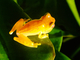 Rana arbórea amarillenta<br />(Dendropsophus ebraccatus)