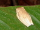 Rana arbórea mapeada<br />(Hypsiboas geographicus)