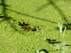 Rana común<br />(Pelophylax perezi)