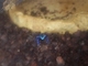 Rana flecha azul<br />(Dendrobates azureus)