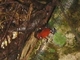 Rana flecha roja y azul<br />(Oophaga pumilio)