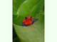 Rana flecha roja y azul<br />(Oophaga pumilio)