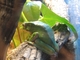 Rana mono gigante<br />(Phyllomedusa bicolor)