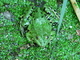Rana verde común<br />(Rana ridibunda)
