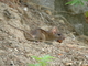Rata común<br />(Rattus norvegicus)