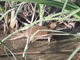 Rata común<br />(Rattus norvegicus)