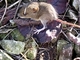 Ratón de campo<br />(Apodemus sylvaticus)